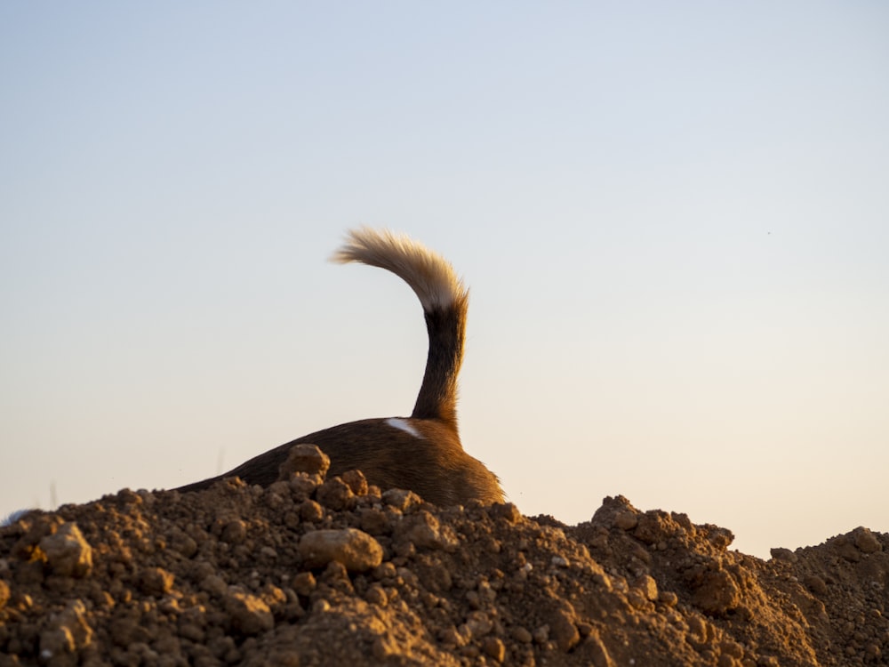 a bird sitting on top of a pile of dirt