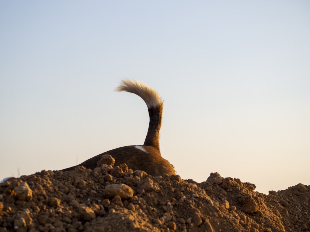 un pájaro sentado encima de un montón de tierra