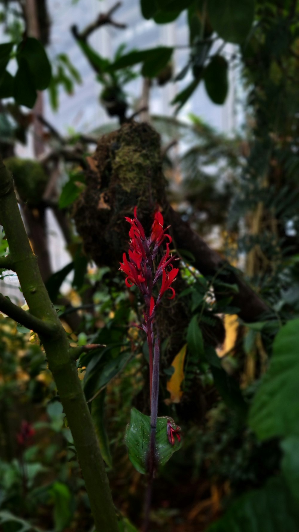 a red flower that is growing in some plants