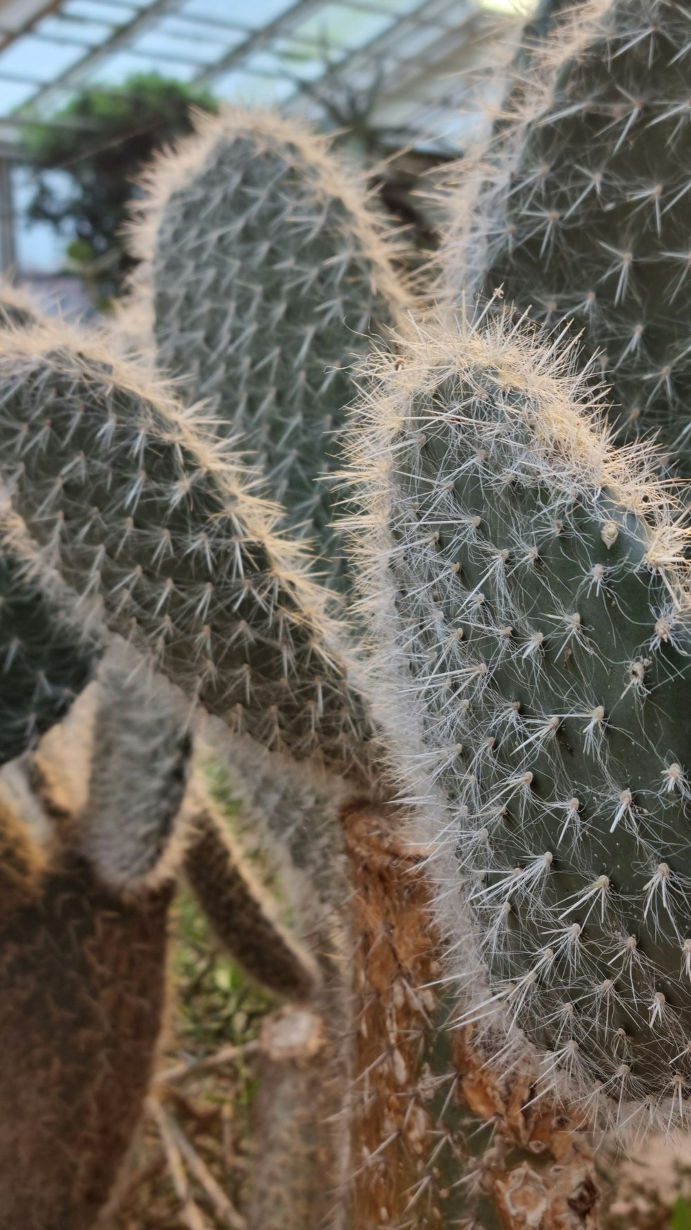 a close up of a cactus in a greenhouse