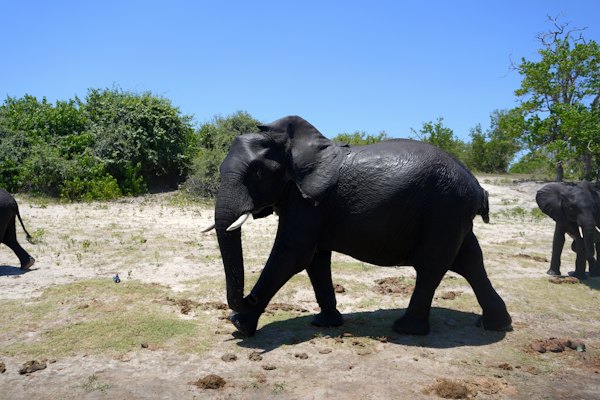 An elephant walking through the bush — Chobe, Botswana