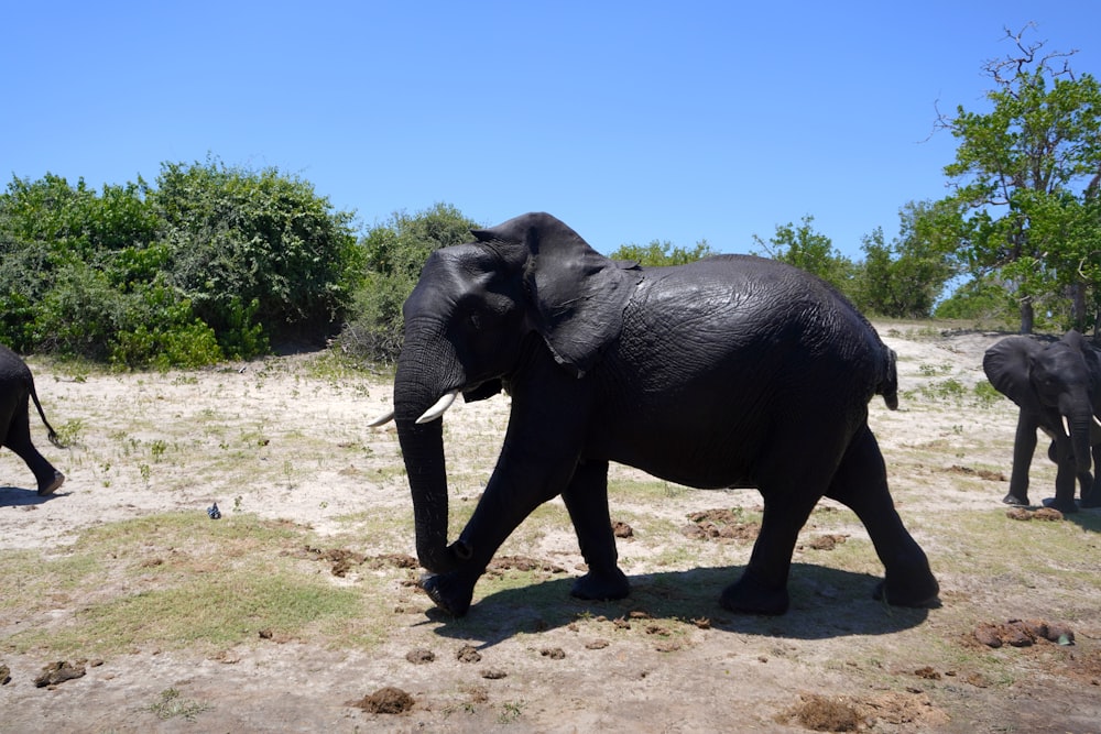 a herd of elephants walking across a dirt field