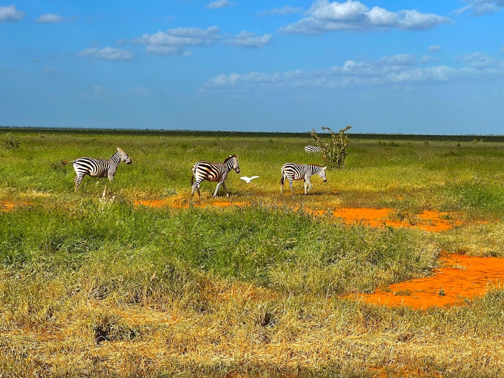 a herd of zebra walking across a lush green field