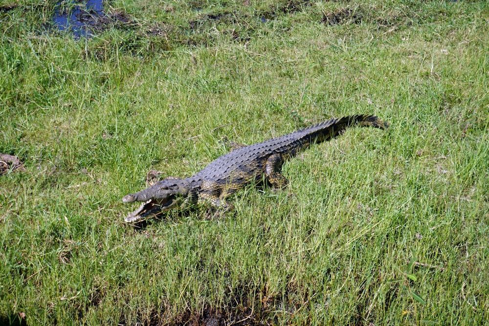 a large alligator walking across a lush green field