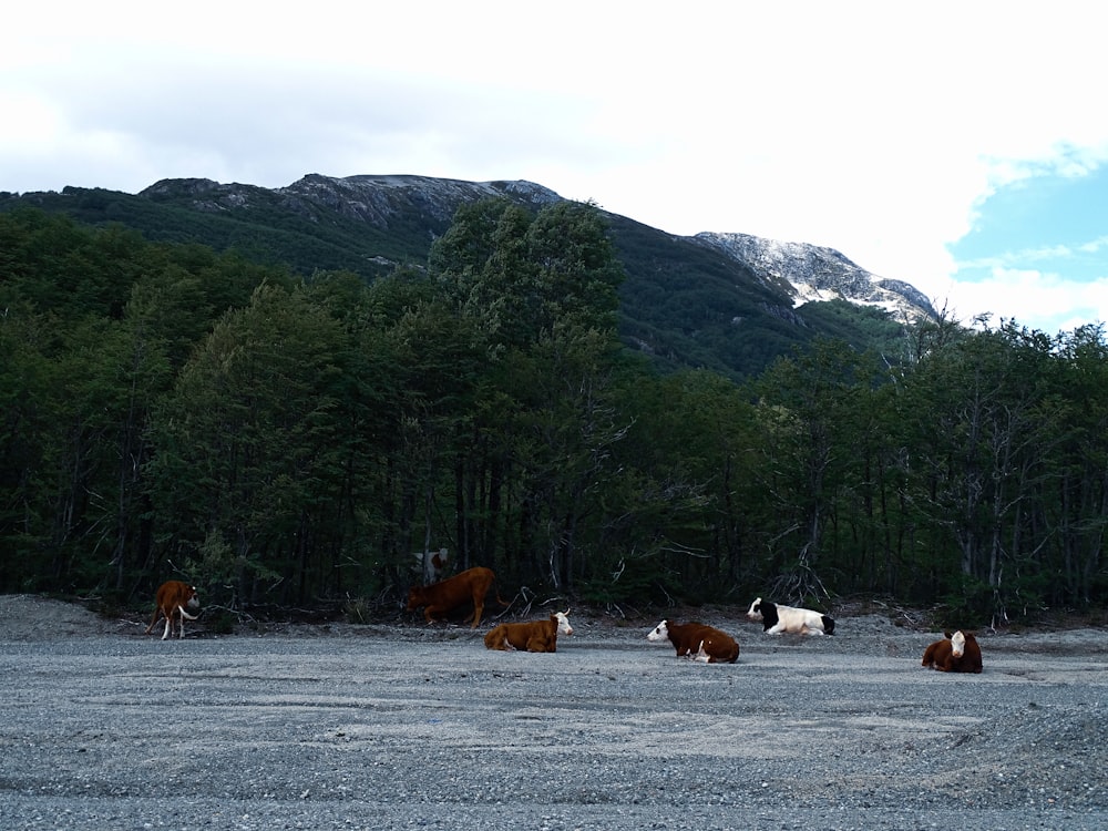 a herd of cattle standing on top of a gravel field