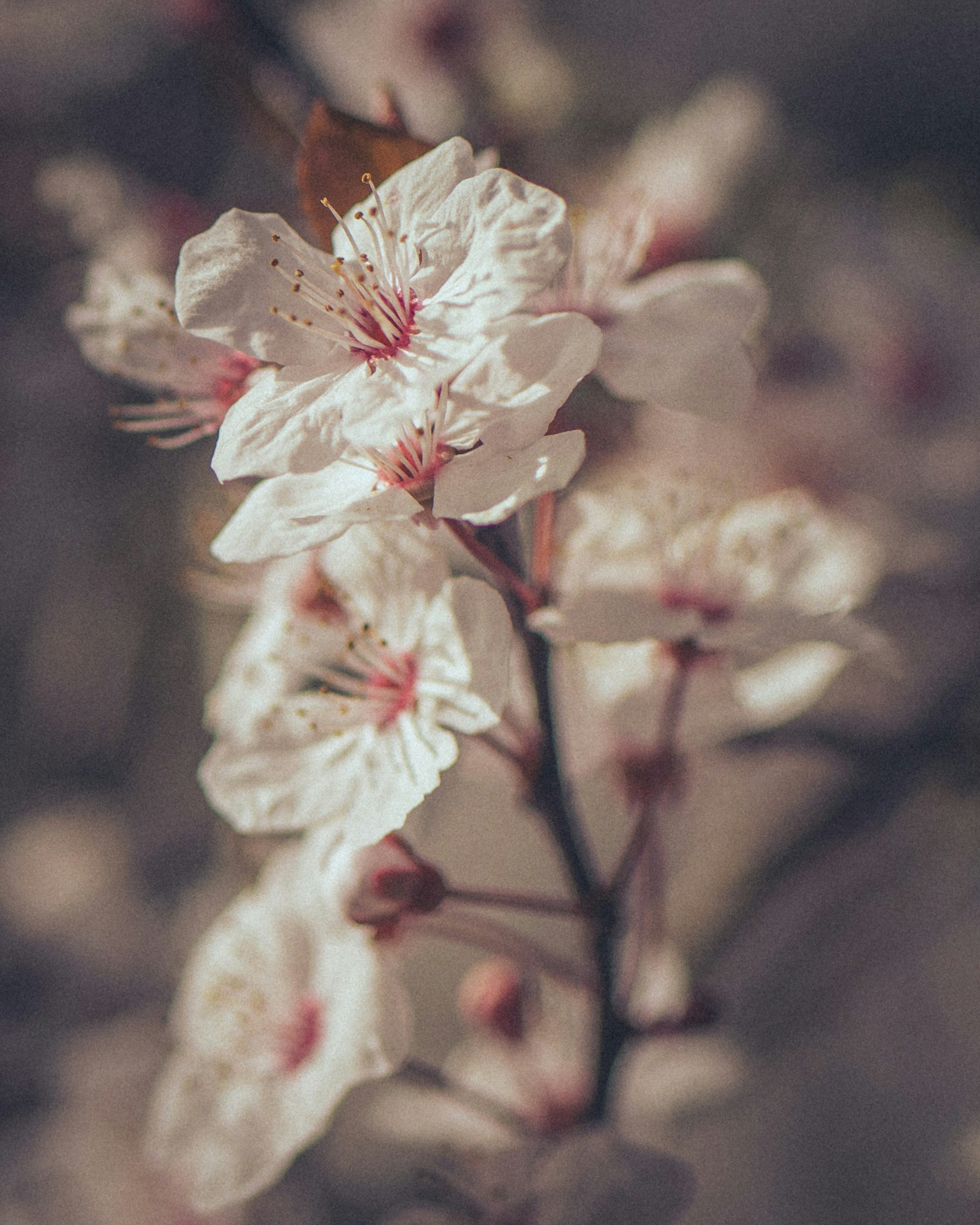 A close up of a flower on a tree photo Free Jephson gardens Image on