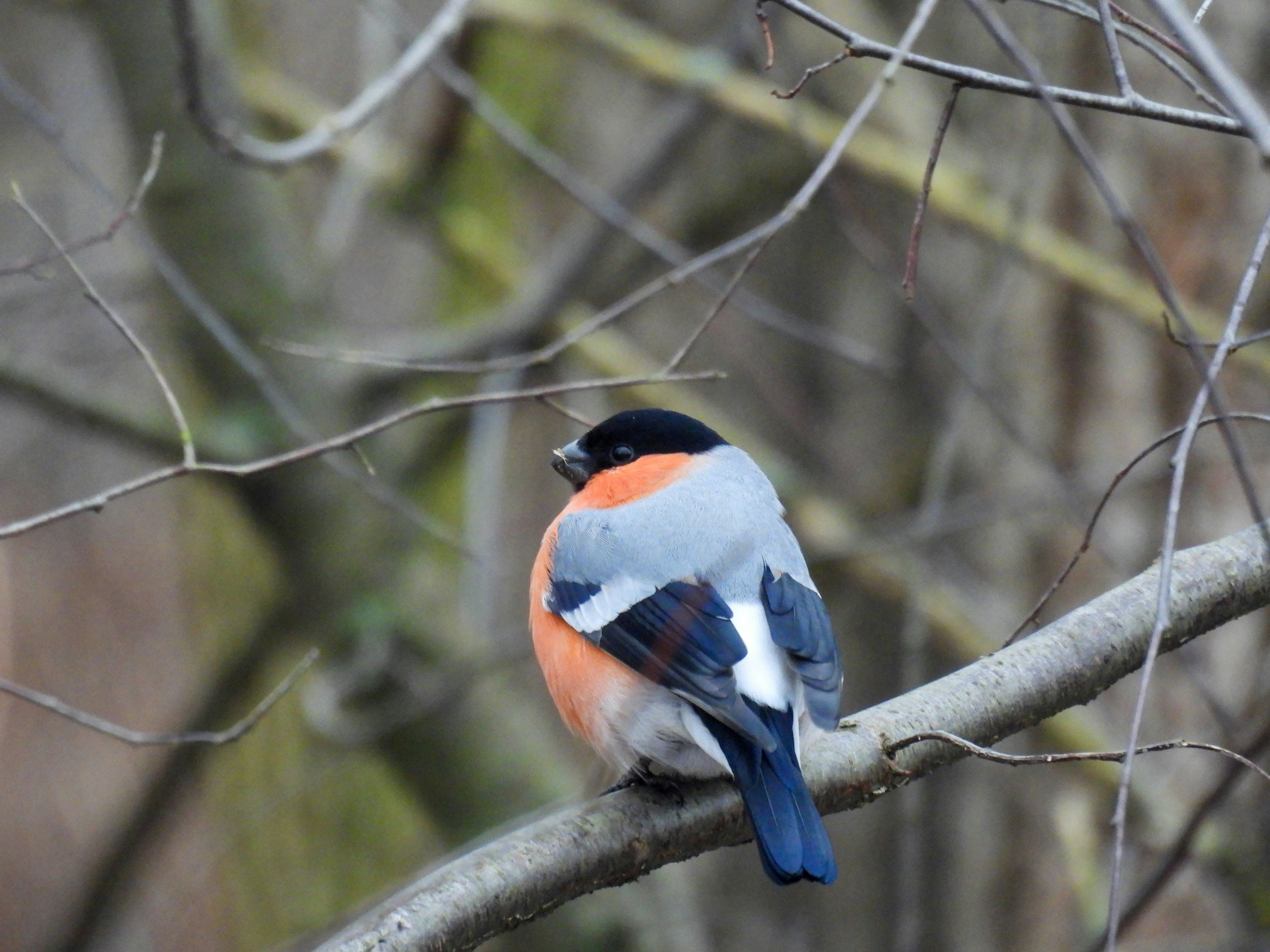 um pássaro sentado em um galho em uma árvore
