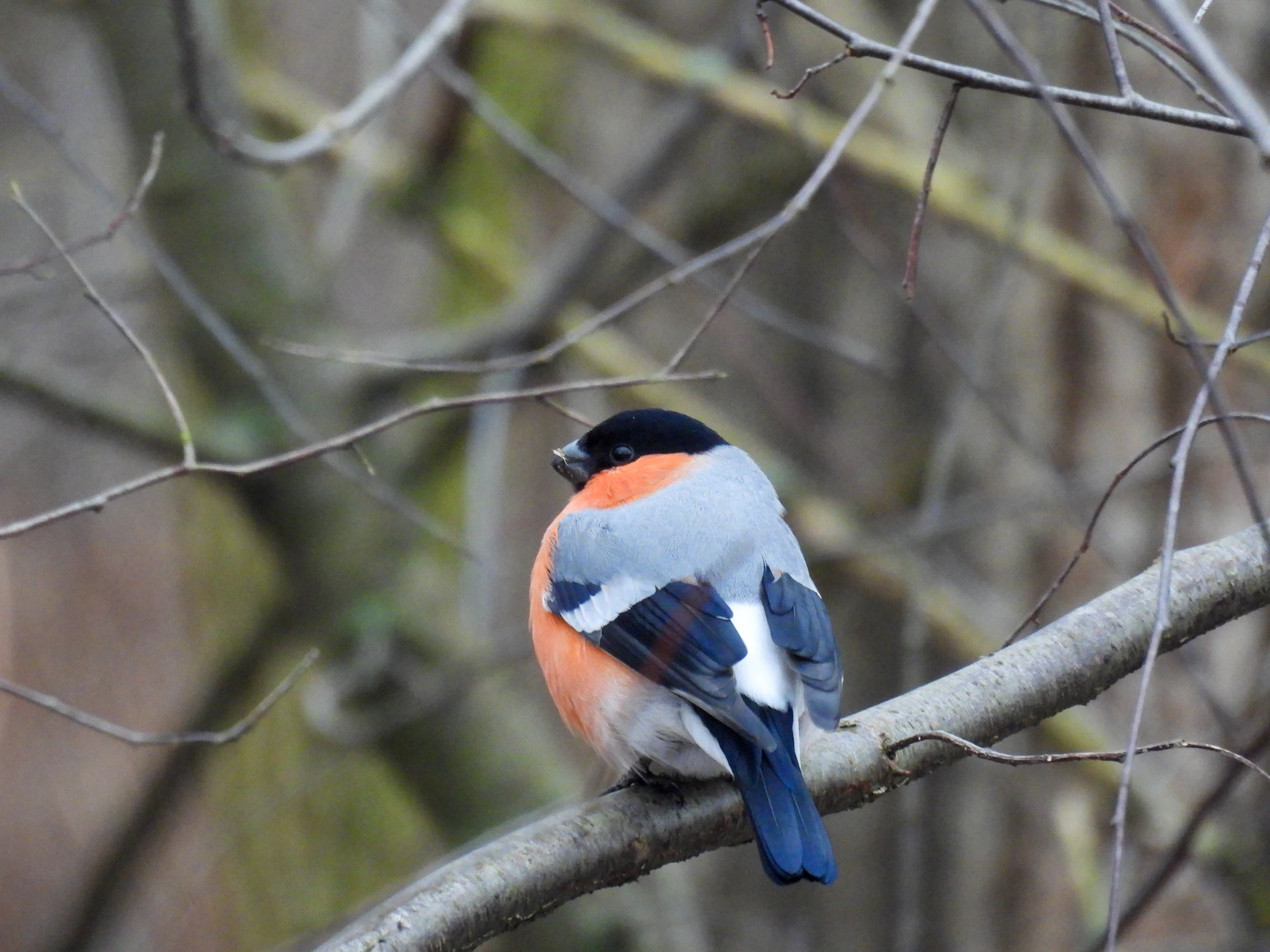 a bird sitting on a branch in a tree
