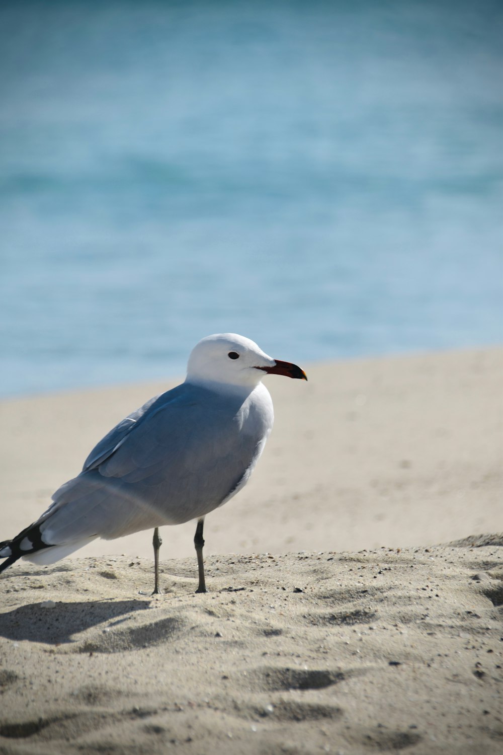 a seagull standing on the sand of a beach