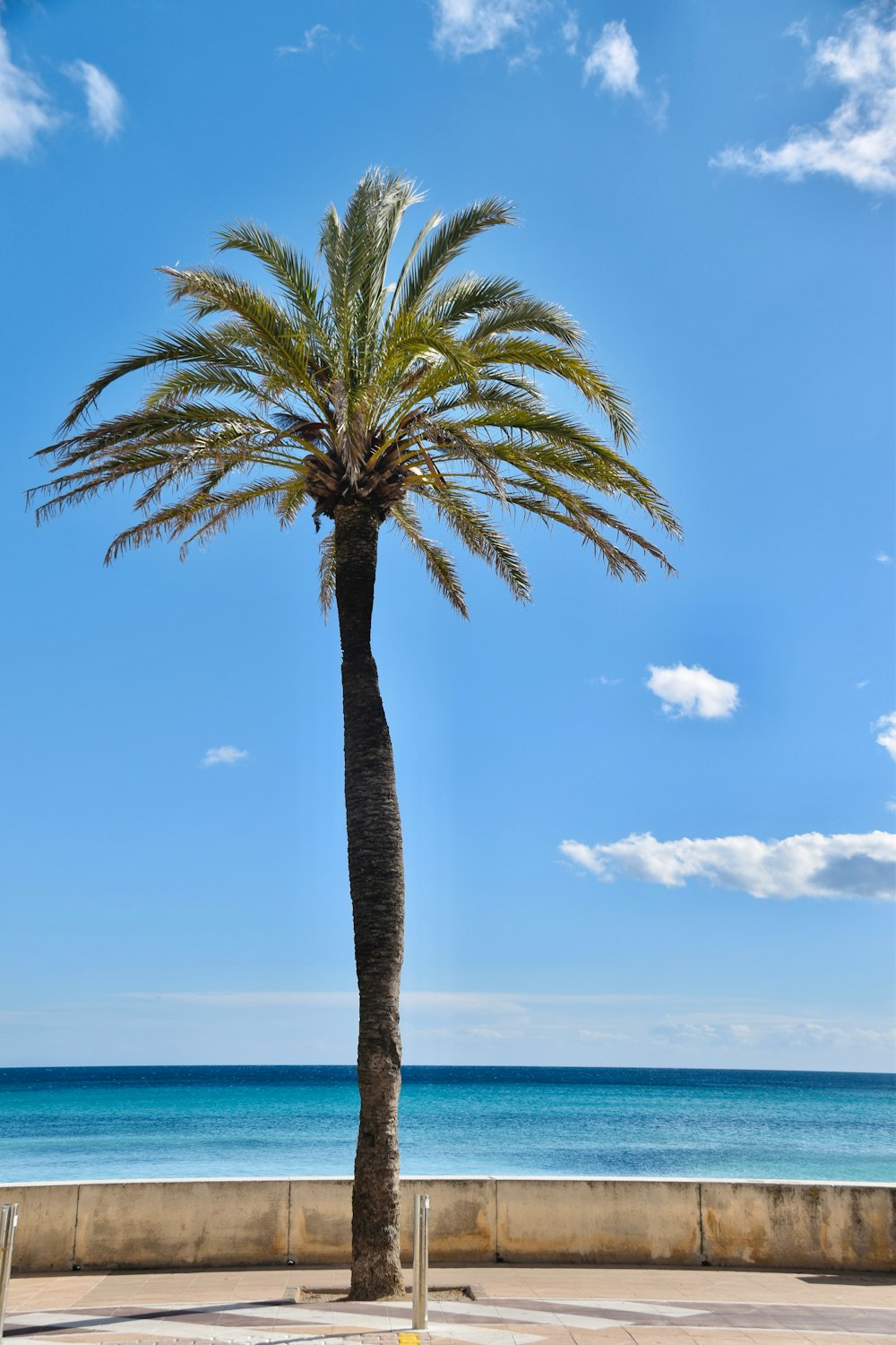 a tall palm tree sitting next to the ocean