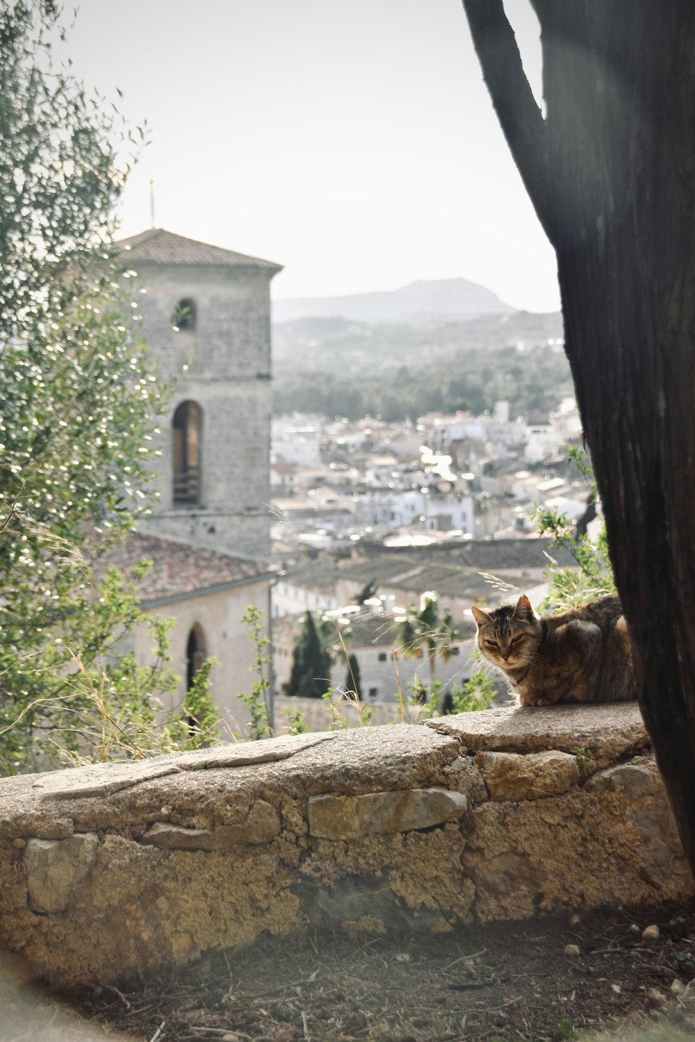 a cat is sitting on a stone wall