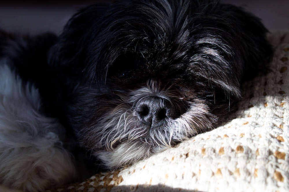 a black and white dog laying on top of a bed