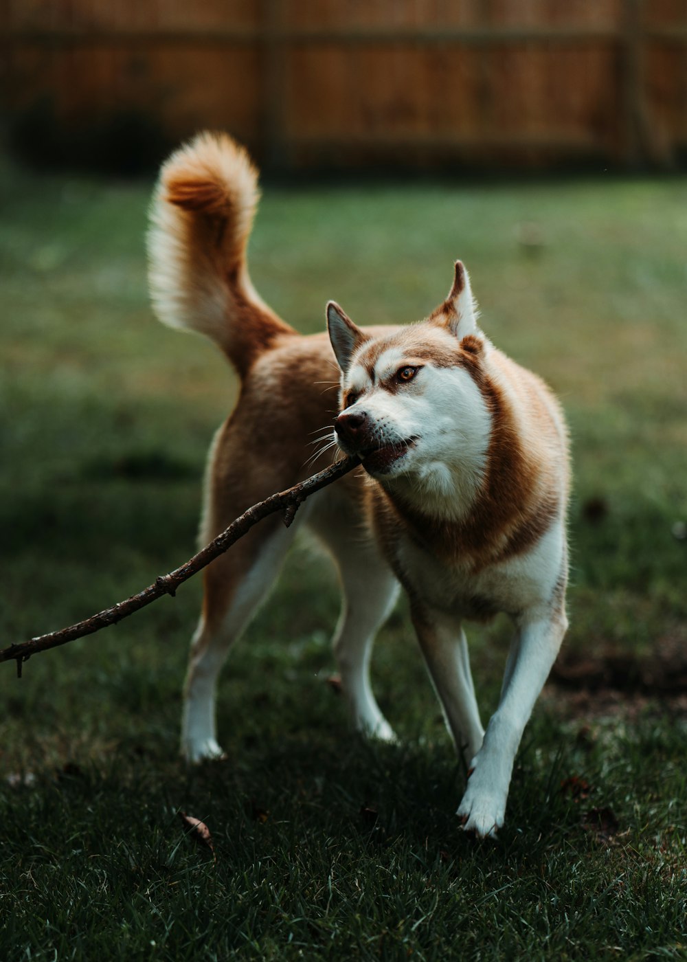 a brown and white dog holding a stick in its mouth