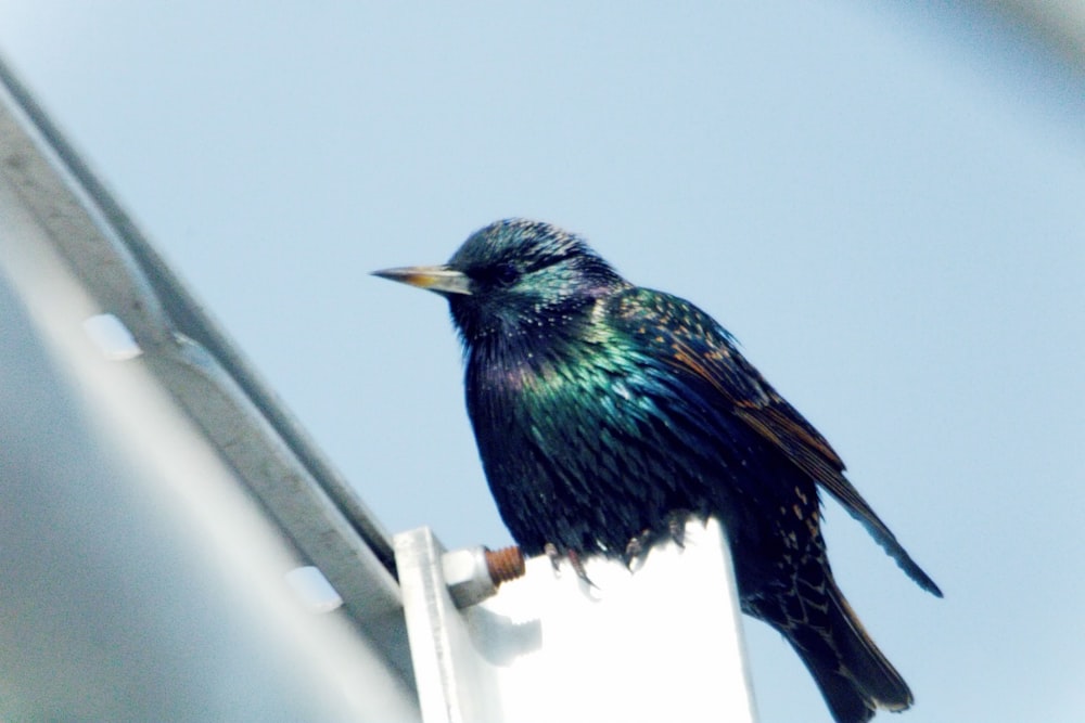 a small bird sitting on top of a white pole