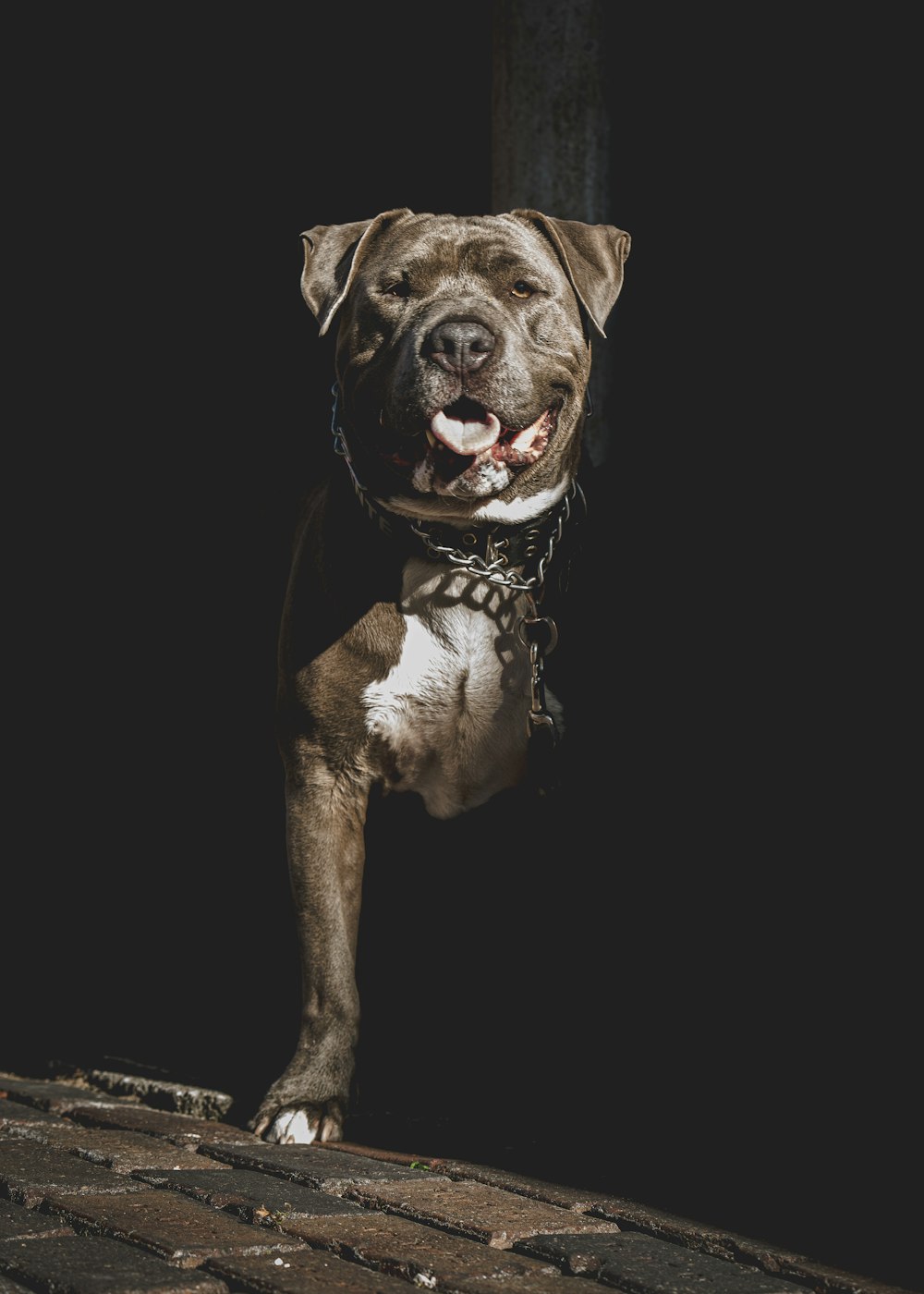 a brown and white dog standing on top of a brick floor