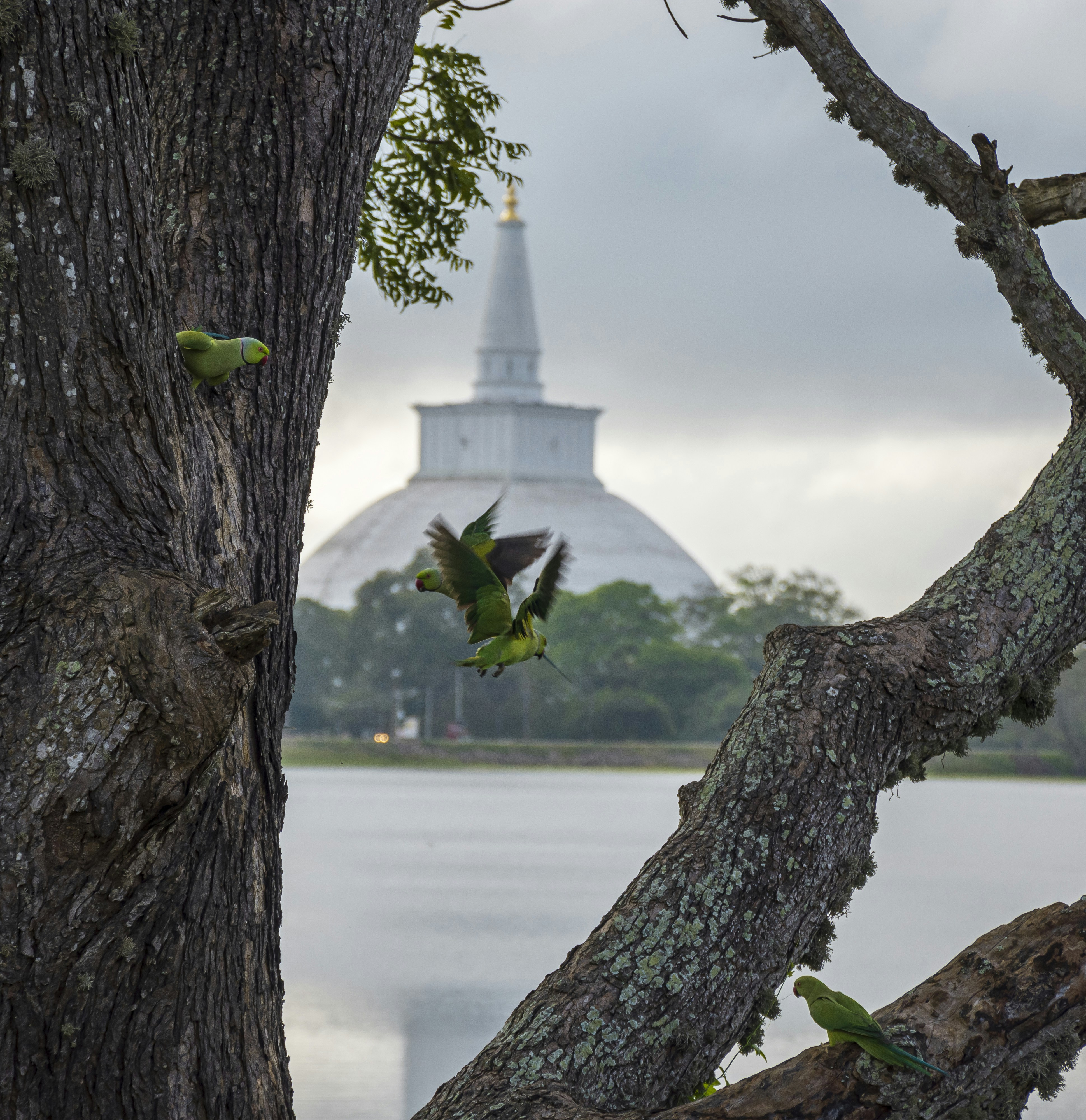 a flock of birds sitting on top of a tree next to a lake