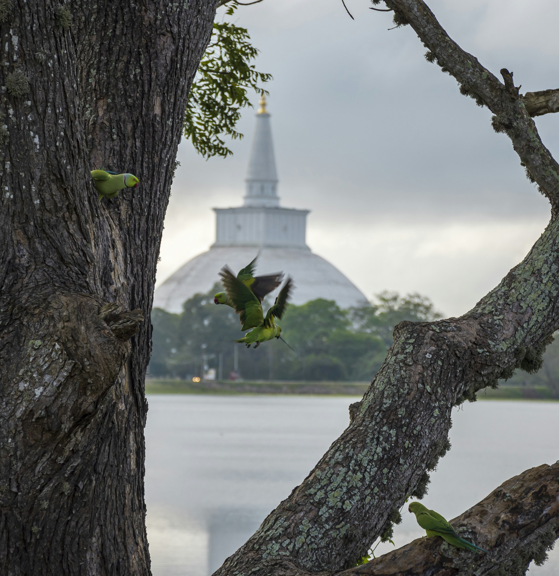 a flock of birds sitting on top of a tree next to a lake