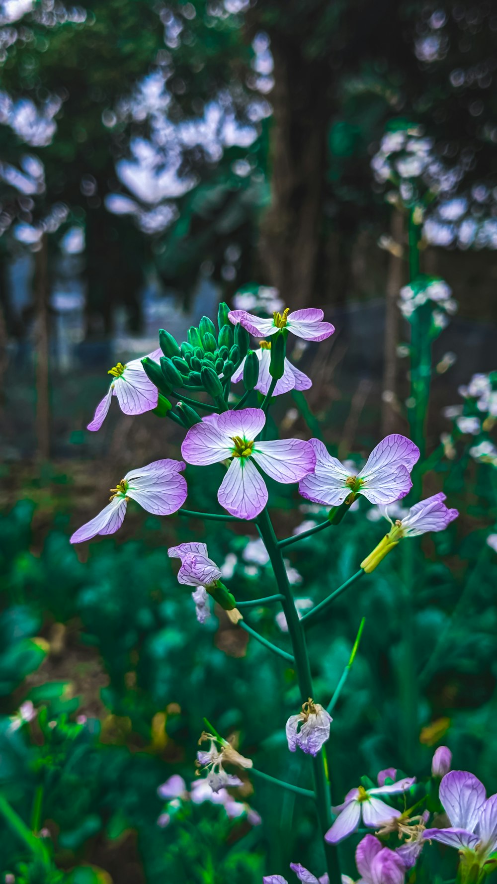 a field of purple flowers with green leaves