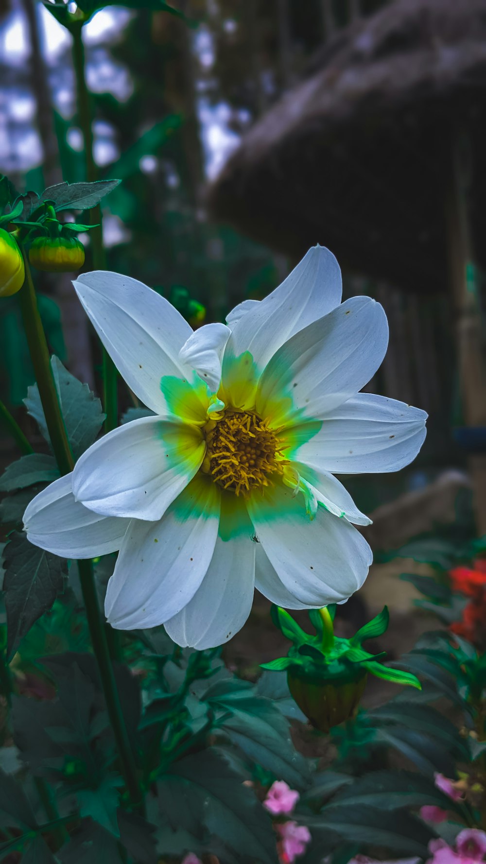 una flor blanca con un centro amarillo en un jardín