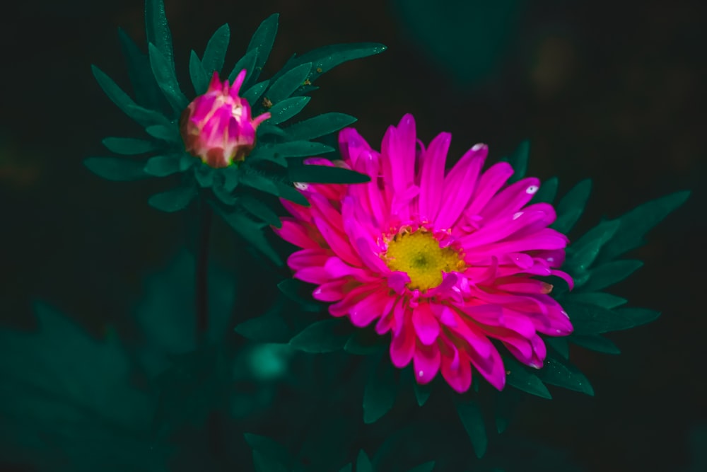 dos flores rosadas con hojas verdes sobre un fondo oscuro