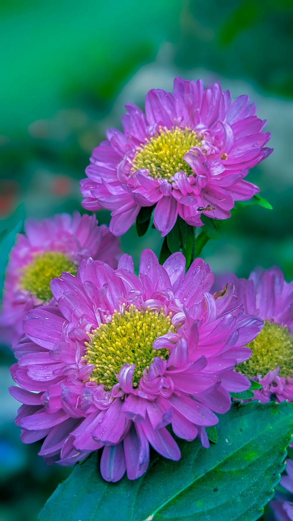 un grupo de flores moradas sentadas encima de una hoja verde