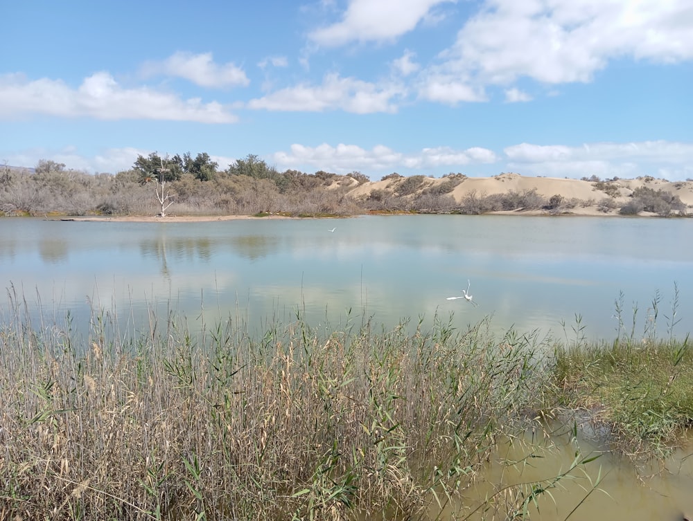 a large body of water surrounded by dry grass