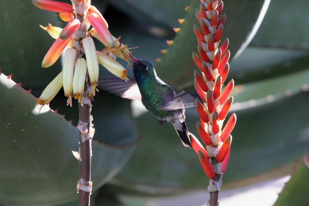 Un colibrí se posa en una flor frente a una planta verde