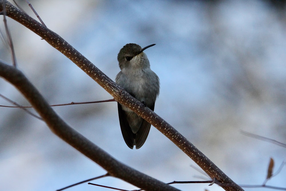 ein kleiner Vogel, der auf einem Ast eines Baumes sitzt