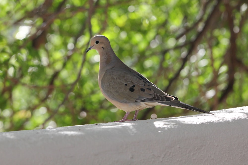 a bird standing on a ledge in front of a tree