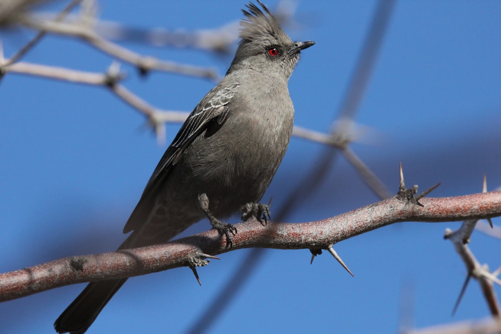 a bird sitting on a branch with a blue sky in the background