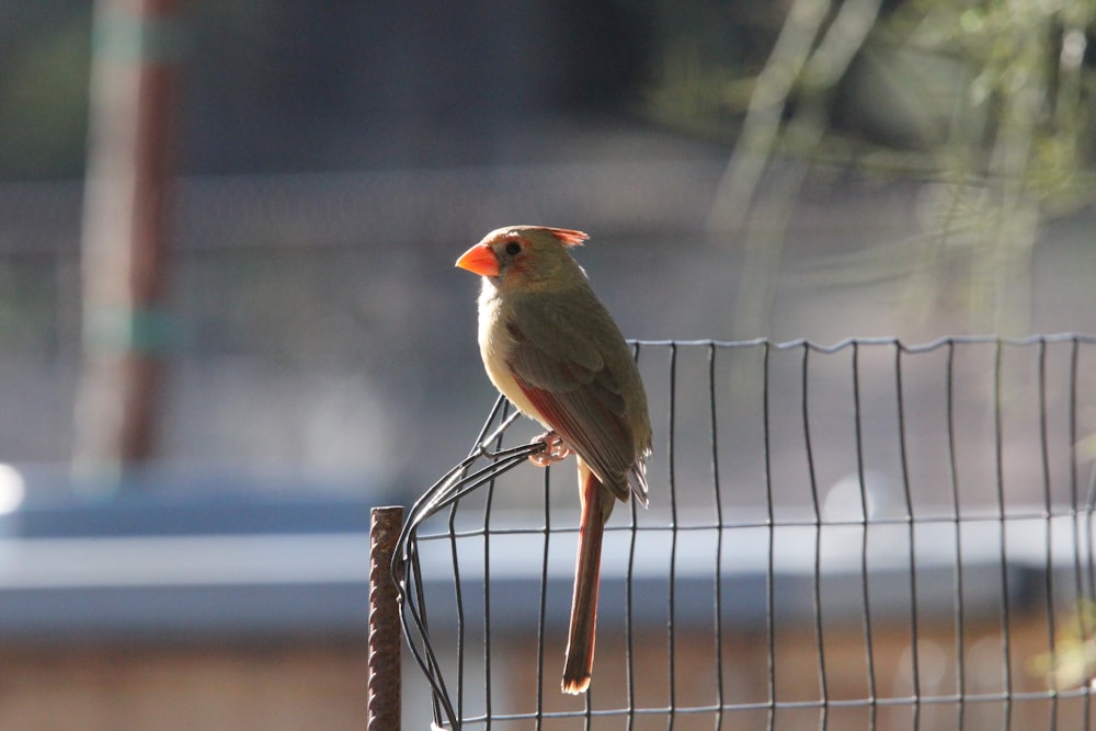 Un pequeño pájaro posado en lo alto de una cerca de alambre
