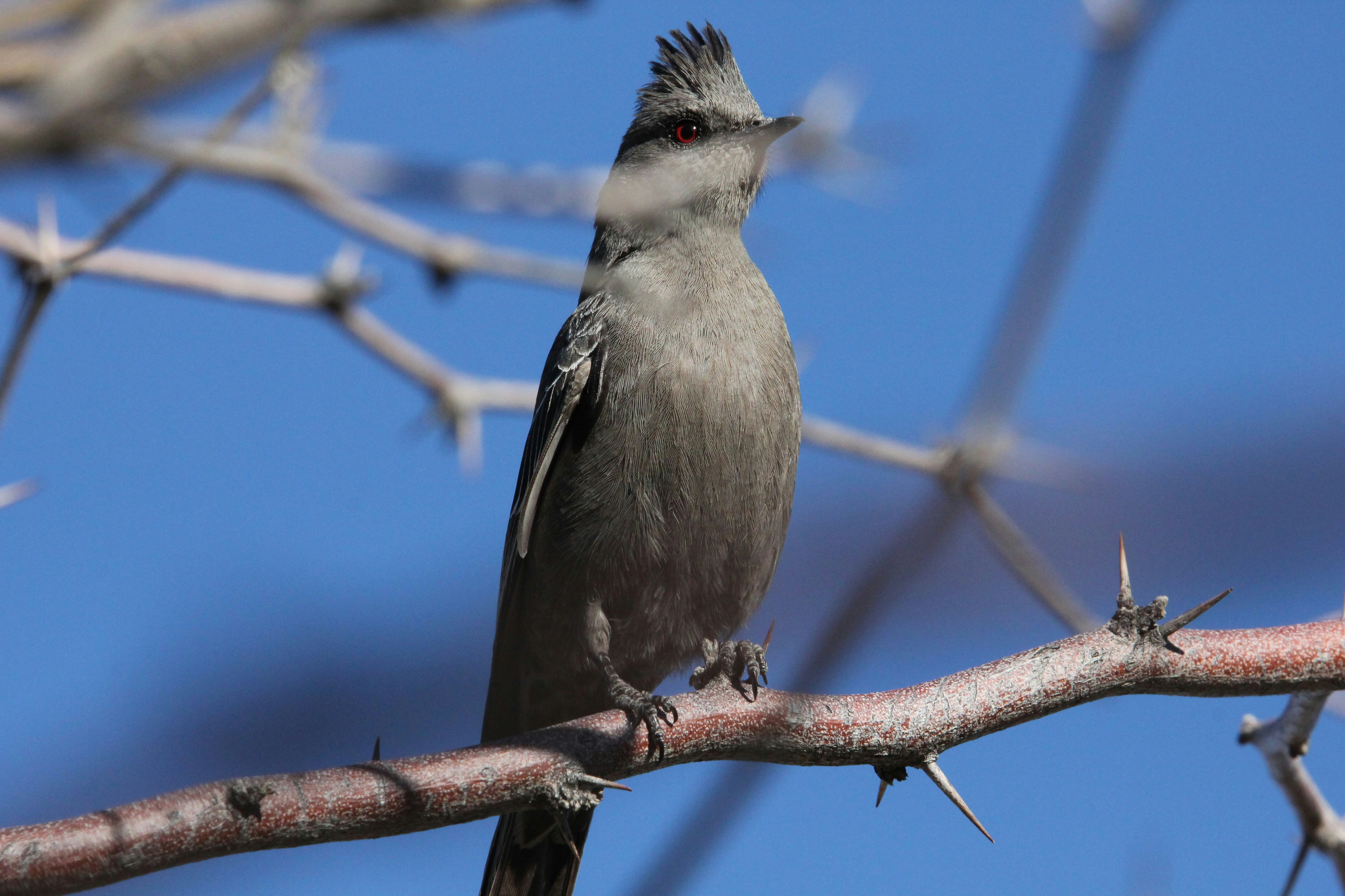 a small bird sitting on a branch of a tree, A female Phainopepla standing up on a branch.