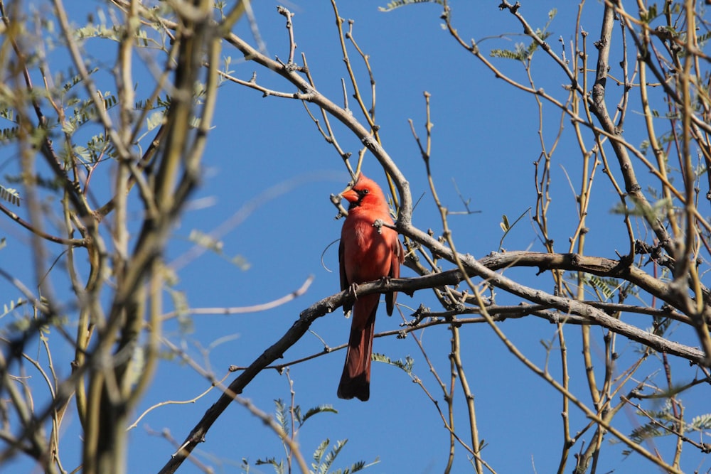 un pájaro rojo sentado en lo alto de la rama de un árbol