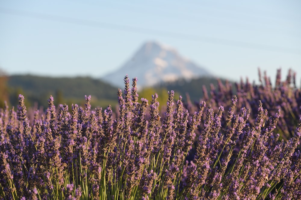 a field of lavender flowers with a mountain in the background