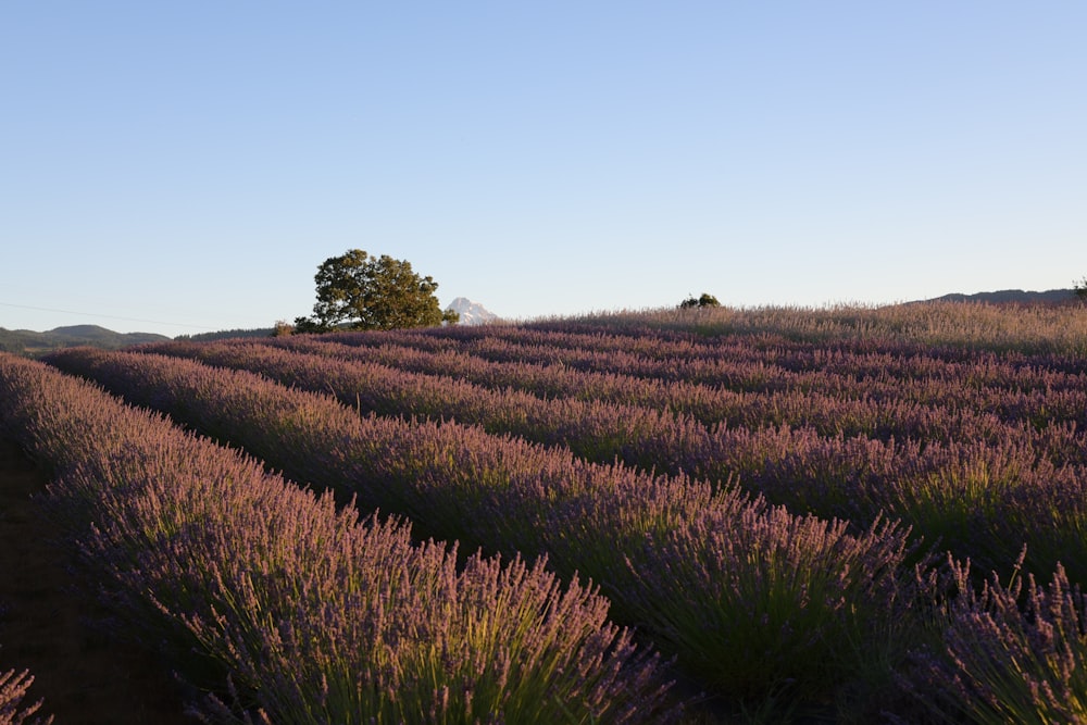 a field of lavender flowers with a lone tree in the distance