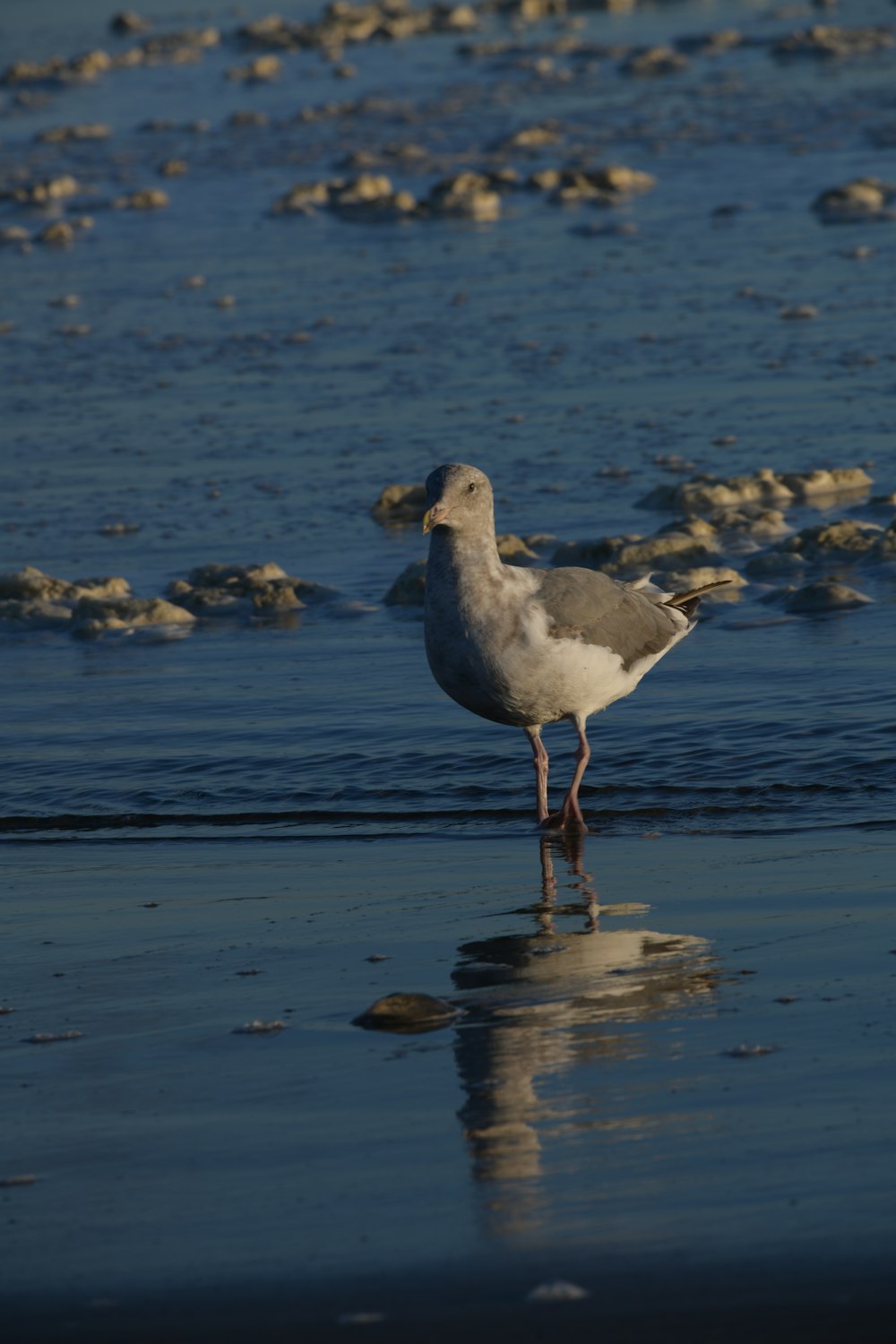 a seagull standing on the beach looking for food