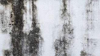 Black mold growth on a white interior wall
