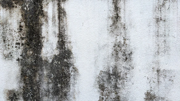 Black mold growth on a white interior wall