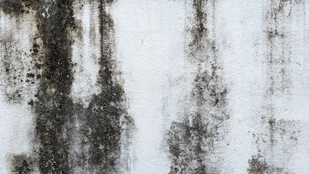 Wand mit Schimmelbefall
