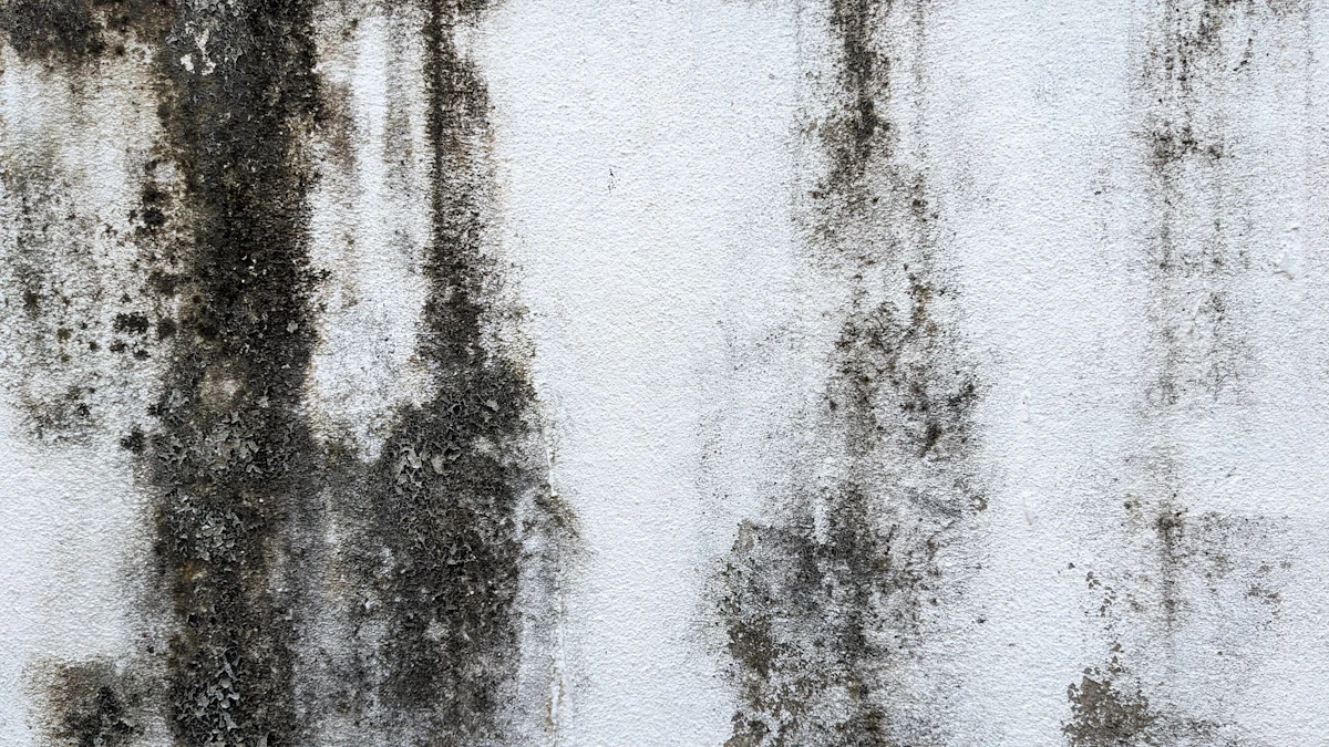 Black mold growth on a white interior wall