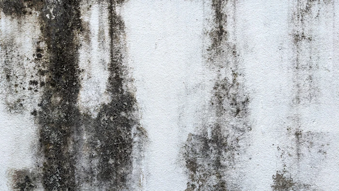 What Causes Mold Growth (and How to Prevent It) — Chimney Air Quality Solutions NJ