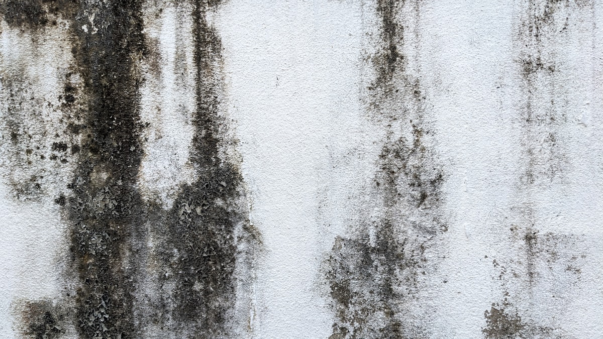 Pared blanca manchada de humedad con moho negro que chorrea hacia abajo, típico de un muro húmedo