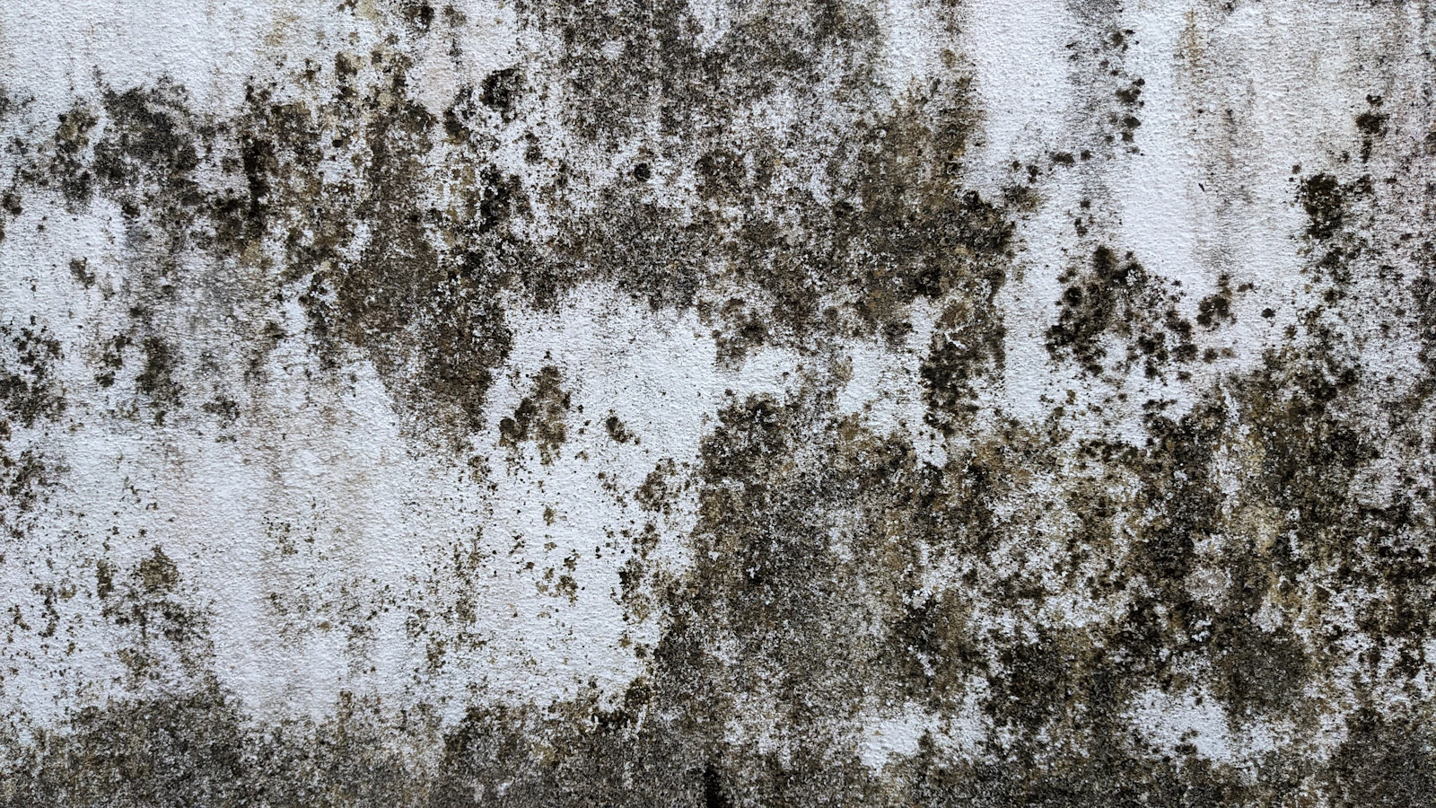 Visible Mold Appears - stage of mold development