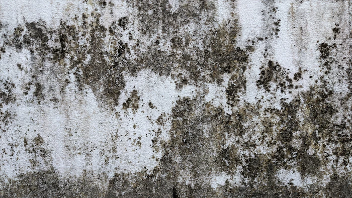 How to Tell If You Have Mold in Your Home — Chimney Air Quality Solutions NJ