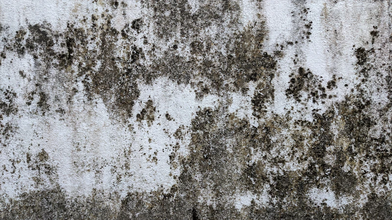 Schimmelbefall an einer Wand