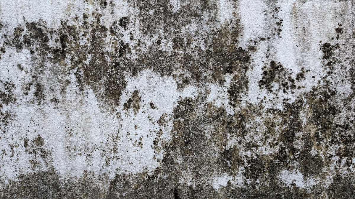 Pared interior blanca cubierta de manchas de moho negro y verdoso por humedad y falta de ventilación