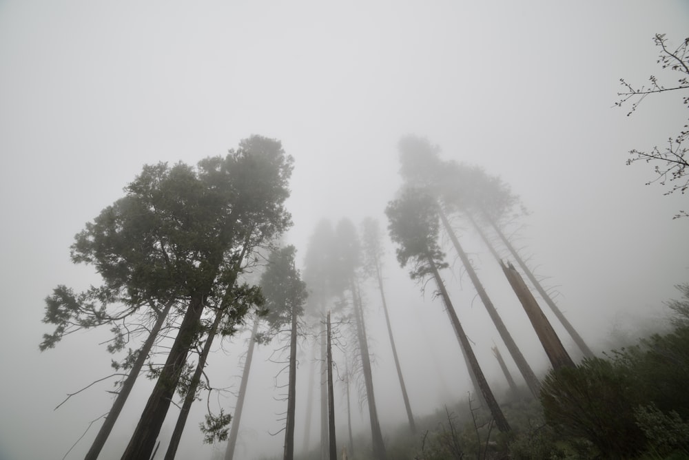a foggy forest filled with lots of tall trees