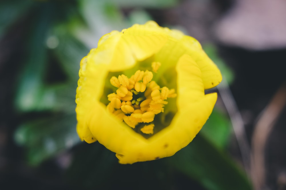 a close up of a yellow flower with a blurry background