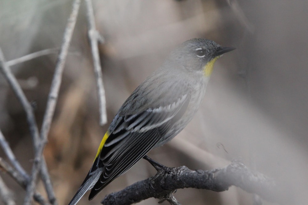 a bird sitting on top of a tree branch