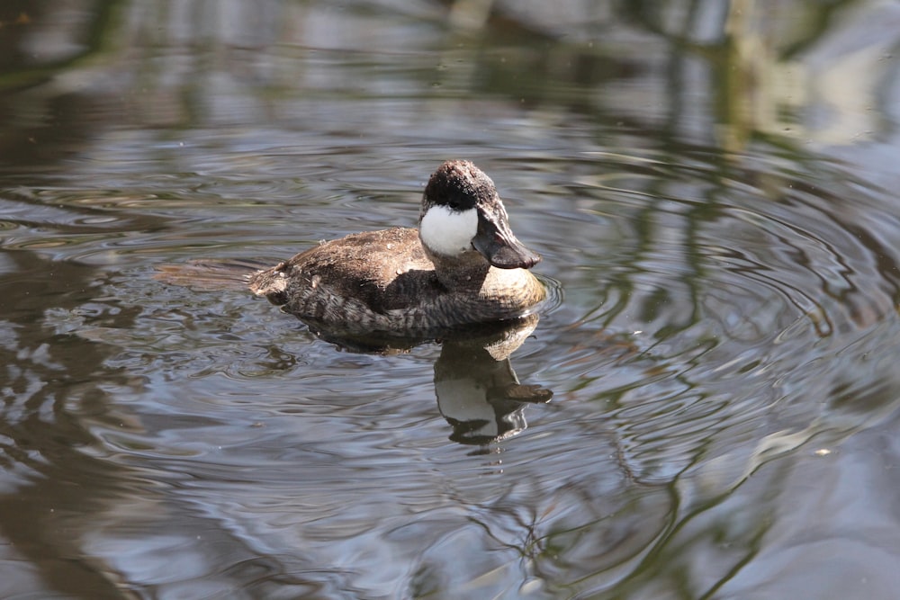 a duck floating on top of a body of water